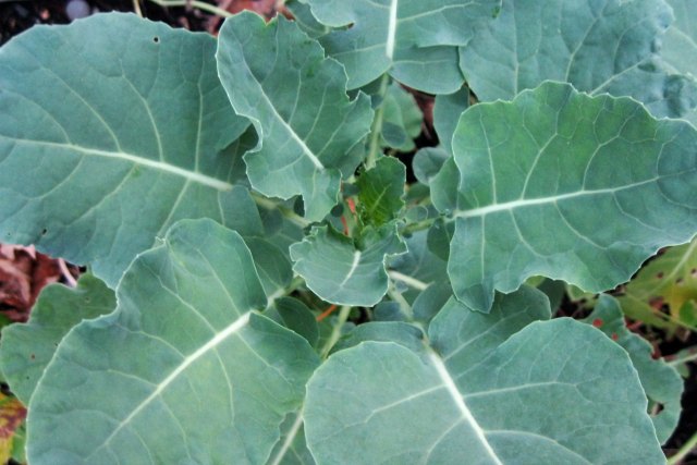 broccoli plant