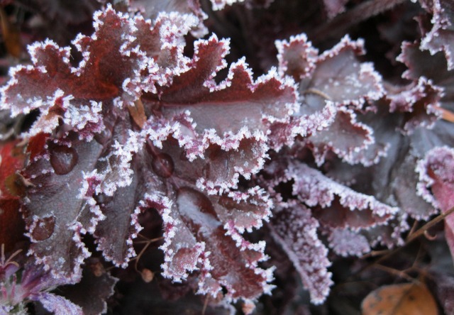 Frost around the edges of deep red coral bells leaves