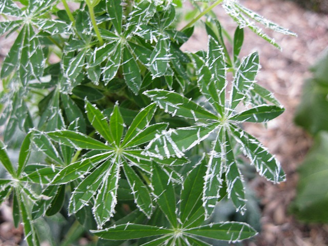Frost on lupine leaves