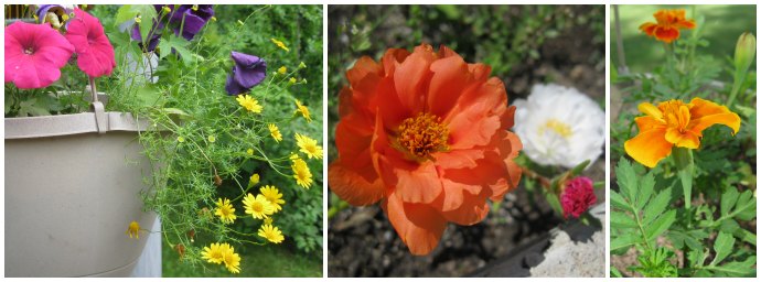 A pot with pink, purple, and yellow flowers; red cardinal climber flower vining up a trellis; orange marigold.