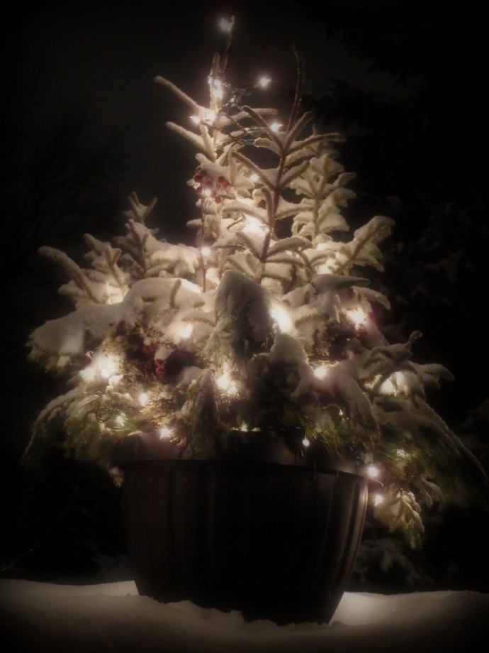snow-covered spruce tips with red rose hips, illuminated by white string lights, in a big black pot
