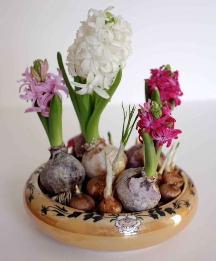 four blooming hyacinths, forced bulbs