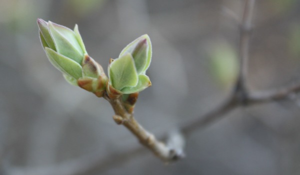 lilac buds