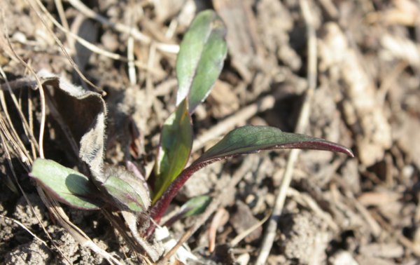 New England aster shoots