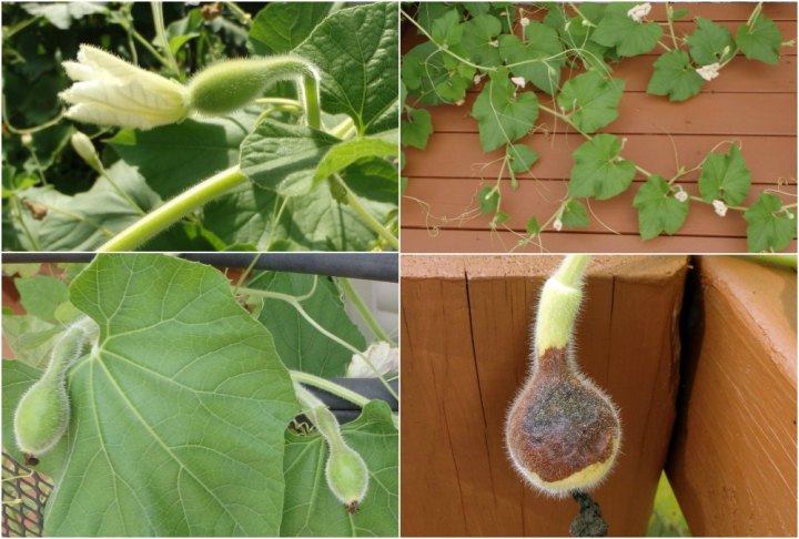 collage of four photos of birdhouse gourd buds, the last moldy