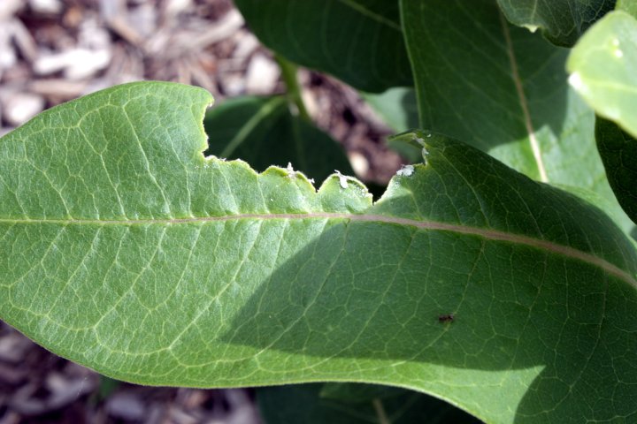 milkweed leaf with a big hole eaten from the top