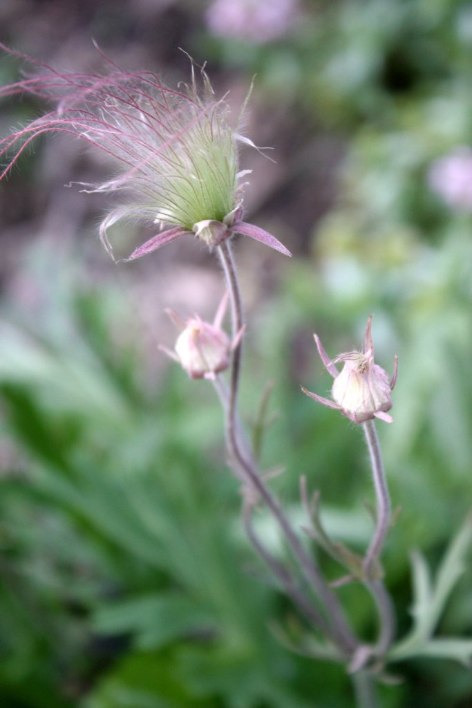 one bloom and two buds