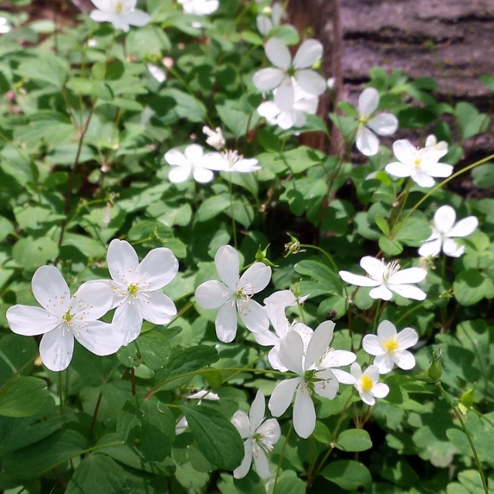 closeup of the first photo: each flower has five petals