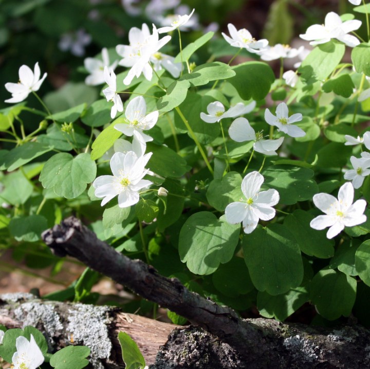 closeup of the second photo: some flowers have five petals but most have more than five