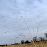 Switchgrass against the sky.