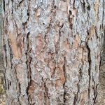 Closeup of white pine bark.