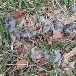 Scat that appears to have a lot of fur.