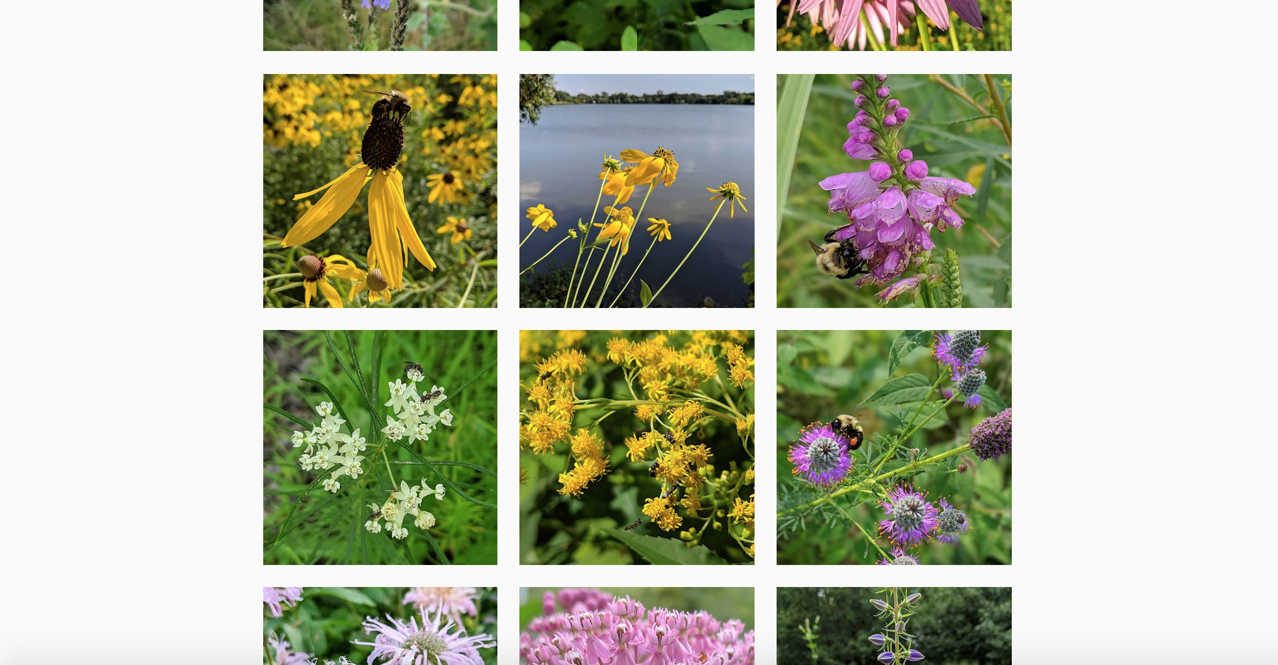 Screengrab of the Big River Big Woods Instagram feed during the summer, with photos of blooming flowers.