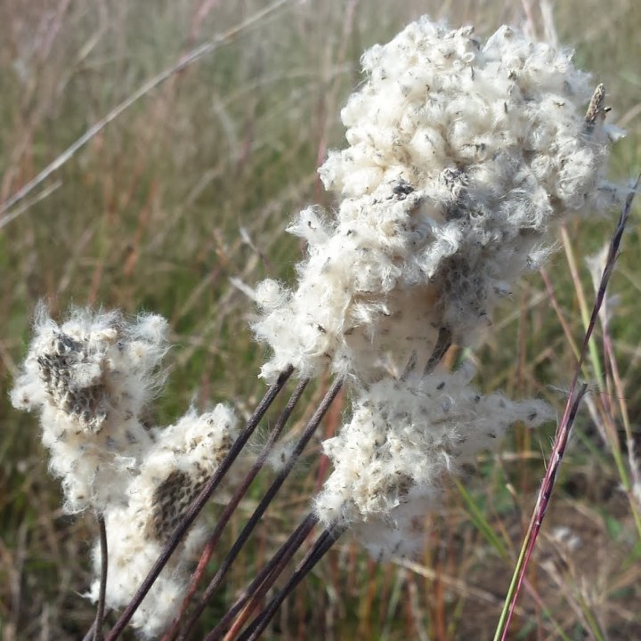 A cluster of skinny stems with cotton-like seeds.
