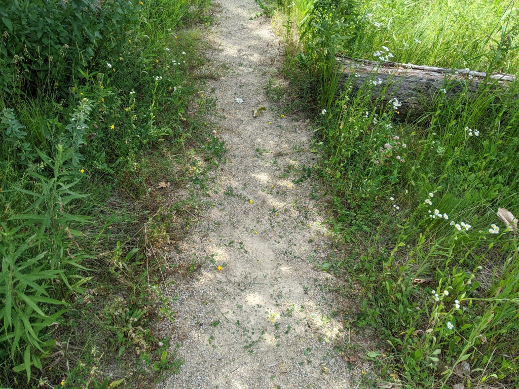The same path back to its normal width. Other green plants, some with white flowers, are now more clearly visible.