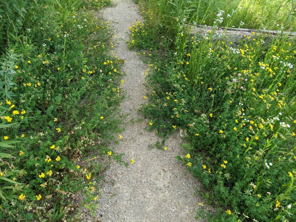 A gravel path narrowed by green plants with small yellow flowers.