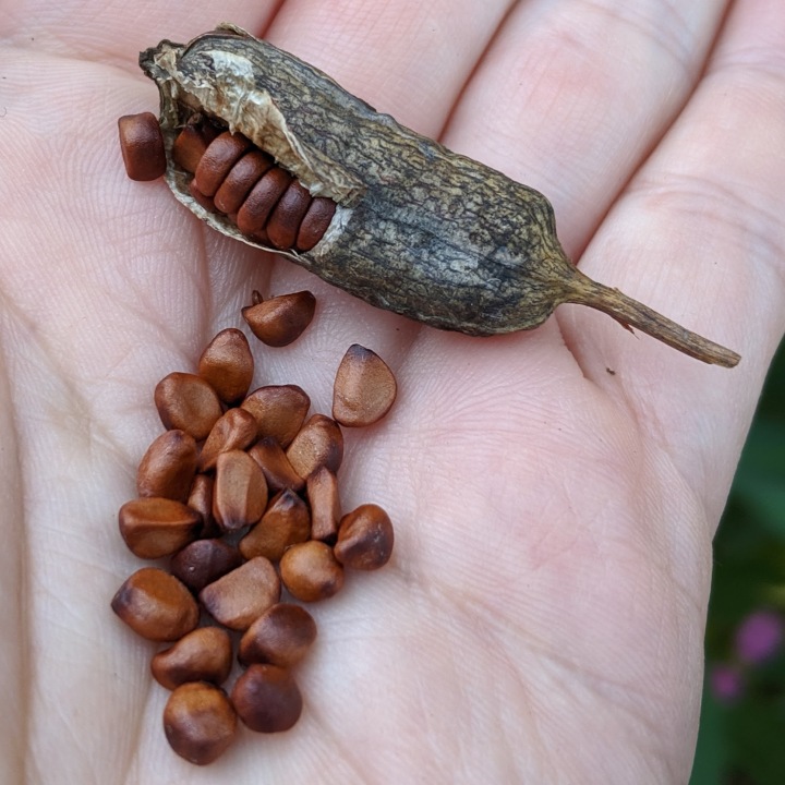 A hand holding a large seedpod and a pile of brown seeds.