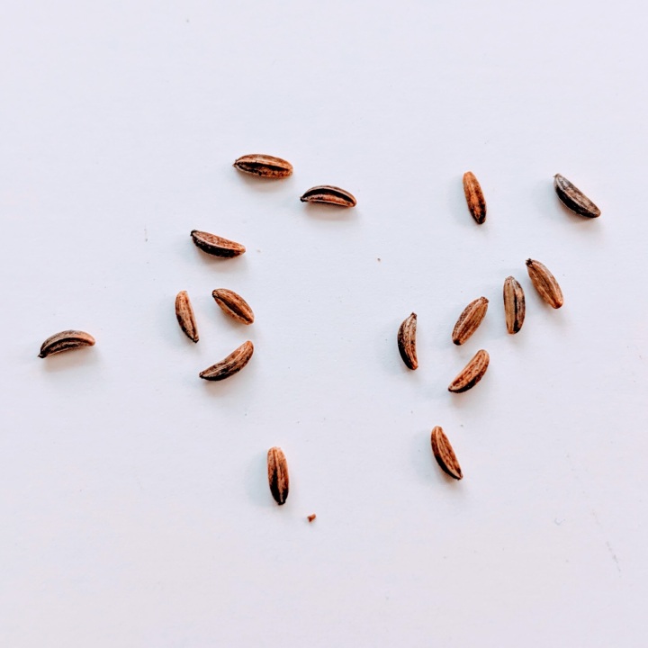 15 scattered brown, oblong seeds.