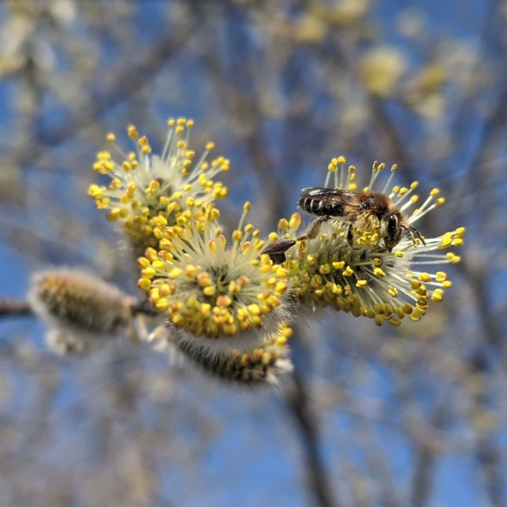Three blooming pussy willow buds, with a bee nectaring on the right bud.