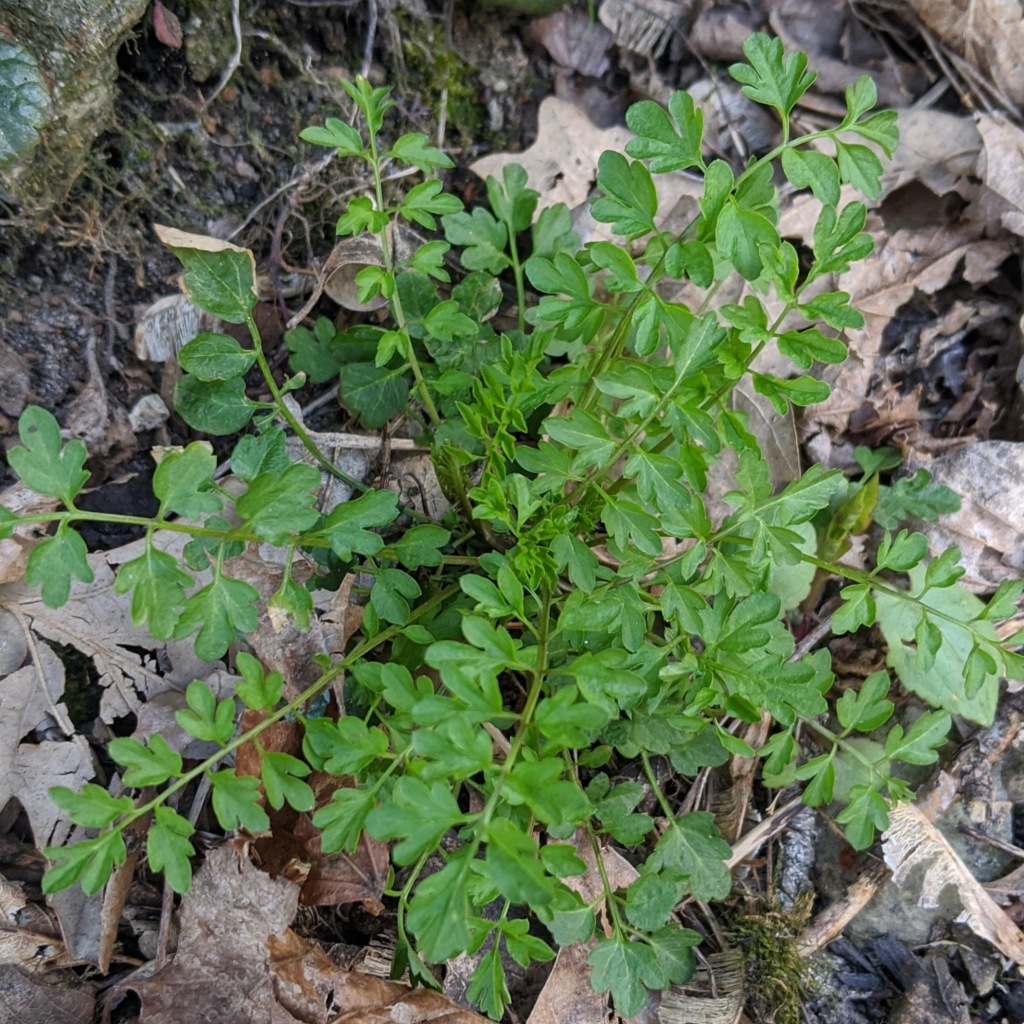 Overhead view of a green plant with parsley-like leaves.