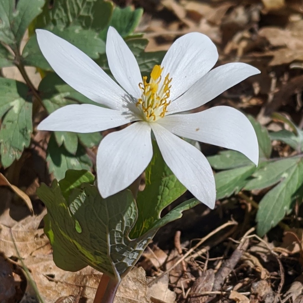 Closeup of a flower with 8 white petals open flat.