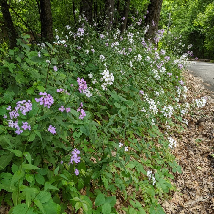 A colony of pink and white flowers blooming next to a road.