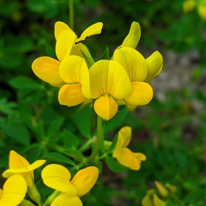Closeup of a cluster of 5 yellow, pea-shaped flowers.