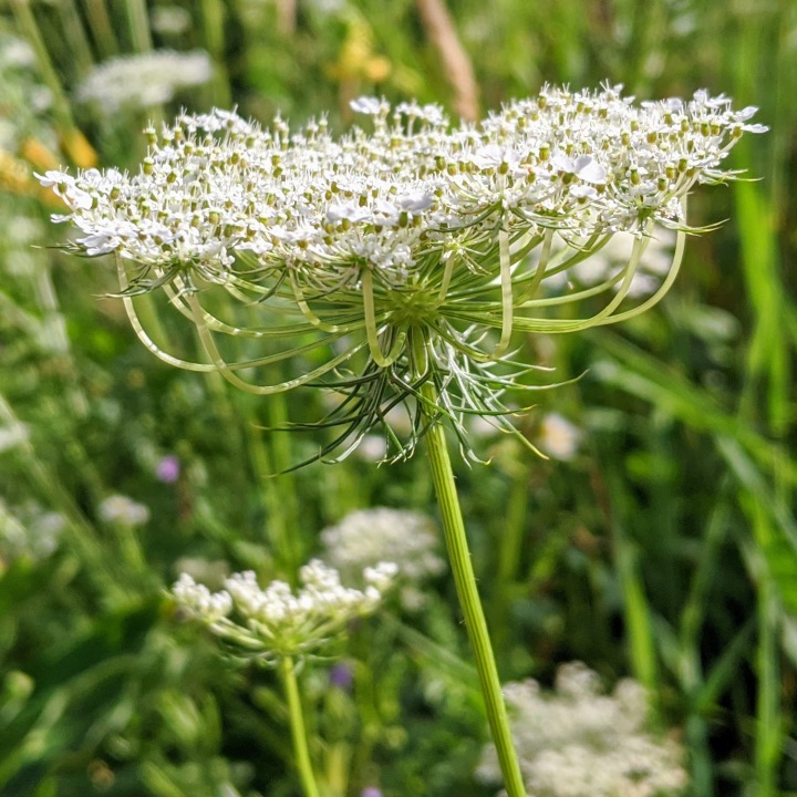 Side view showing curved stems that make up an umbel of tiny white flowers.
