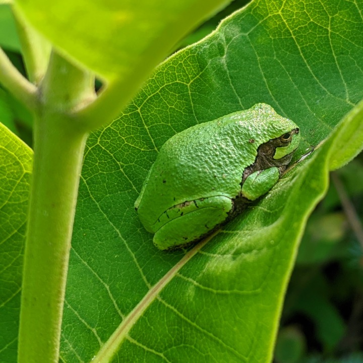 Small green frog on a large green common milkweed leaf.