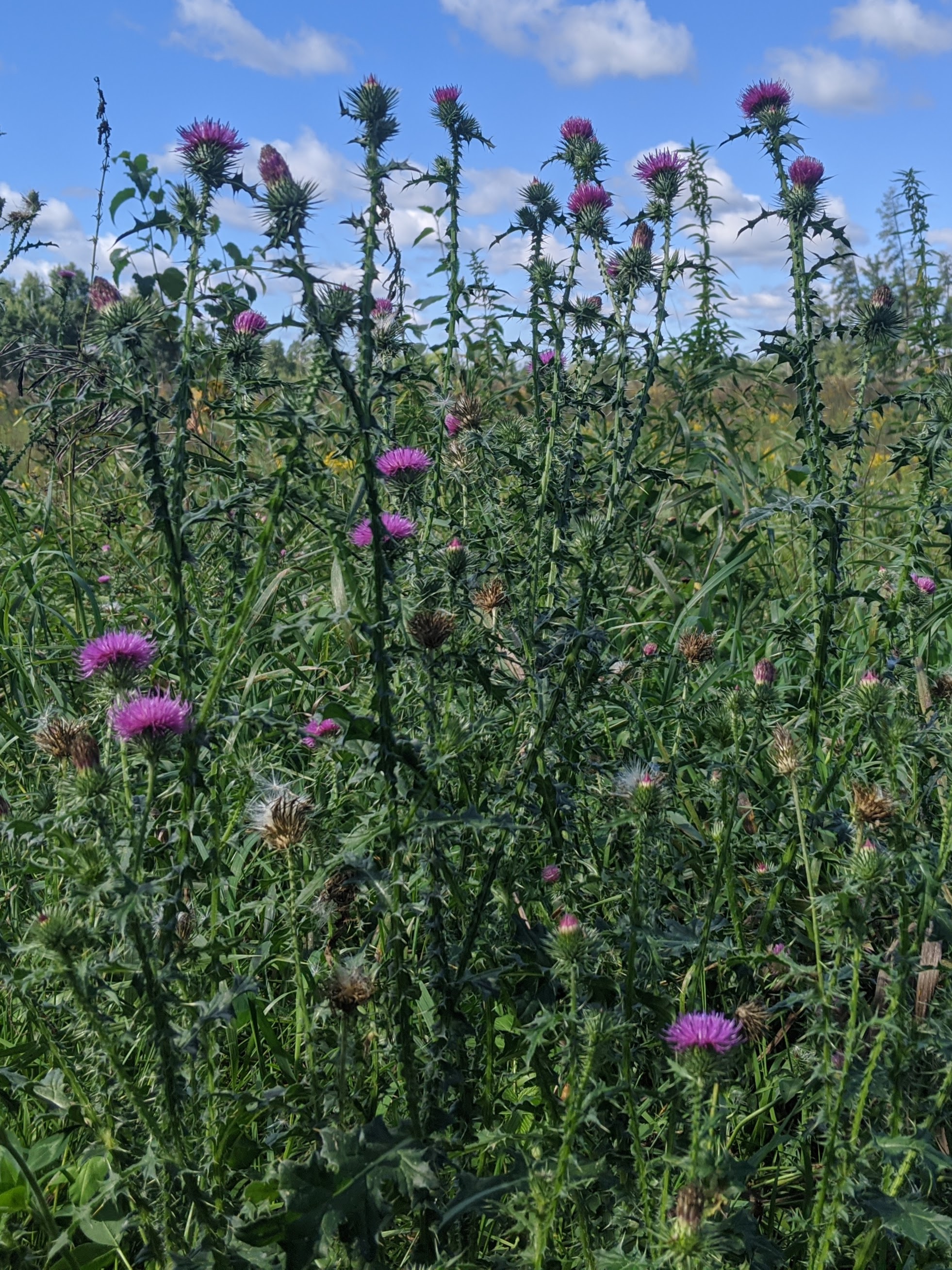 Tall thistles with purple tops.