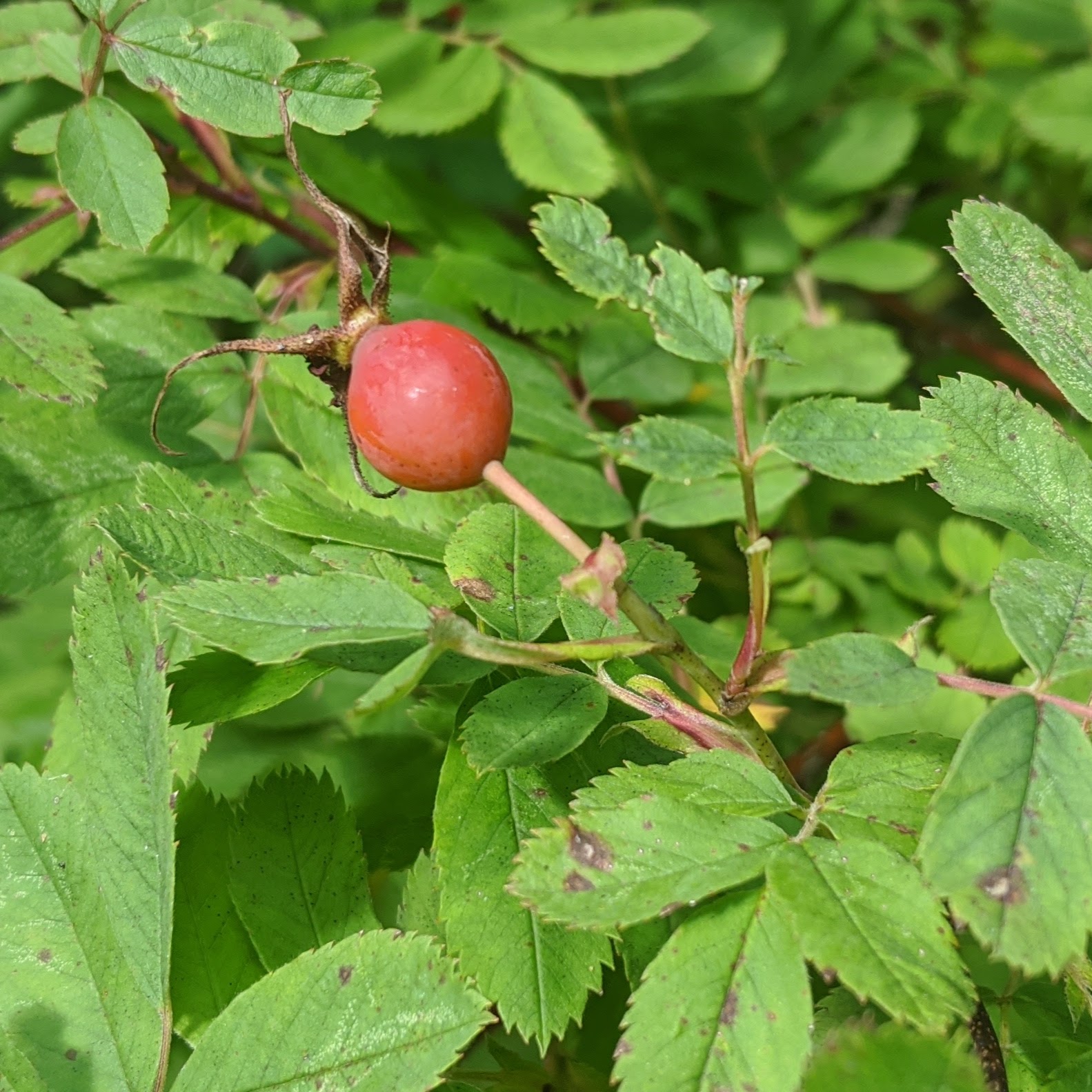 A red rose hip among lots of green leaves.