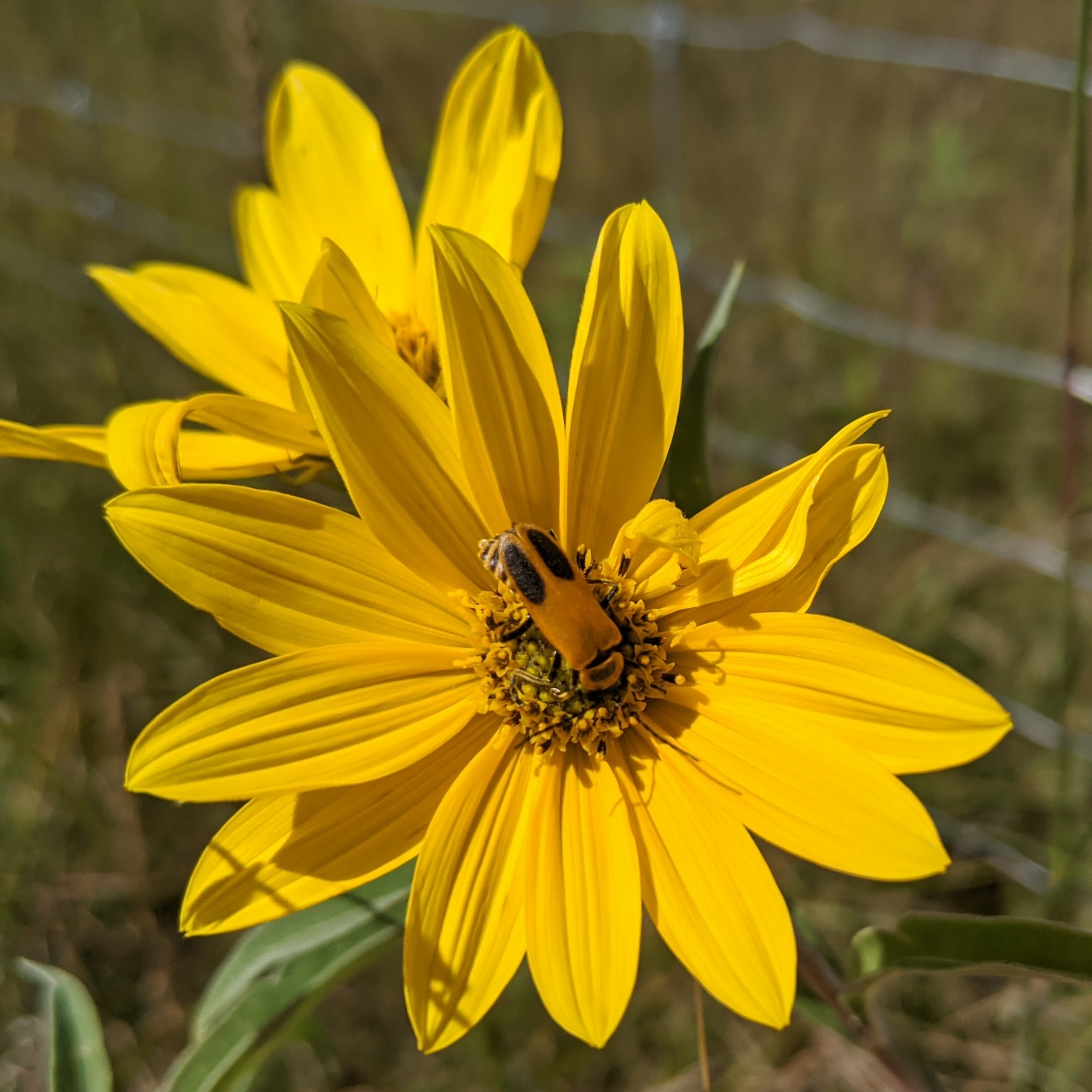 A soldier beetle on the center of a yellow daisy-like flower.