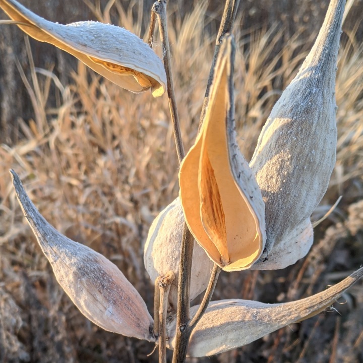 Focus on one seedpod that's glowing in sunlight. Another one above is also illuminated but only partially visible, while 5 gray pods are facing other directions.