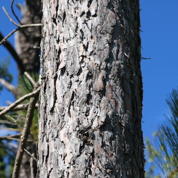 Closeup of the bark of a white pine tree.