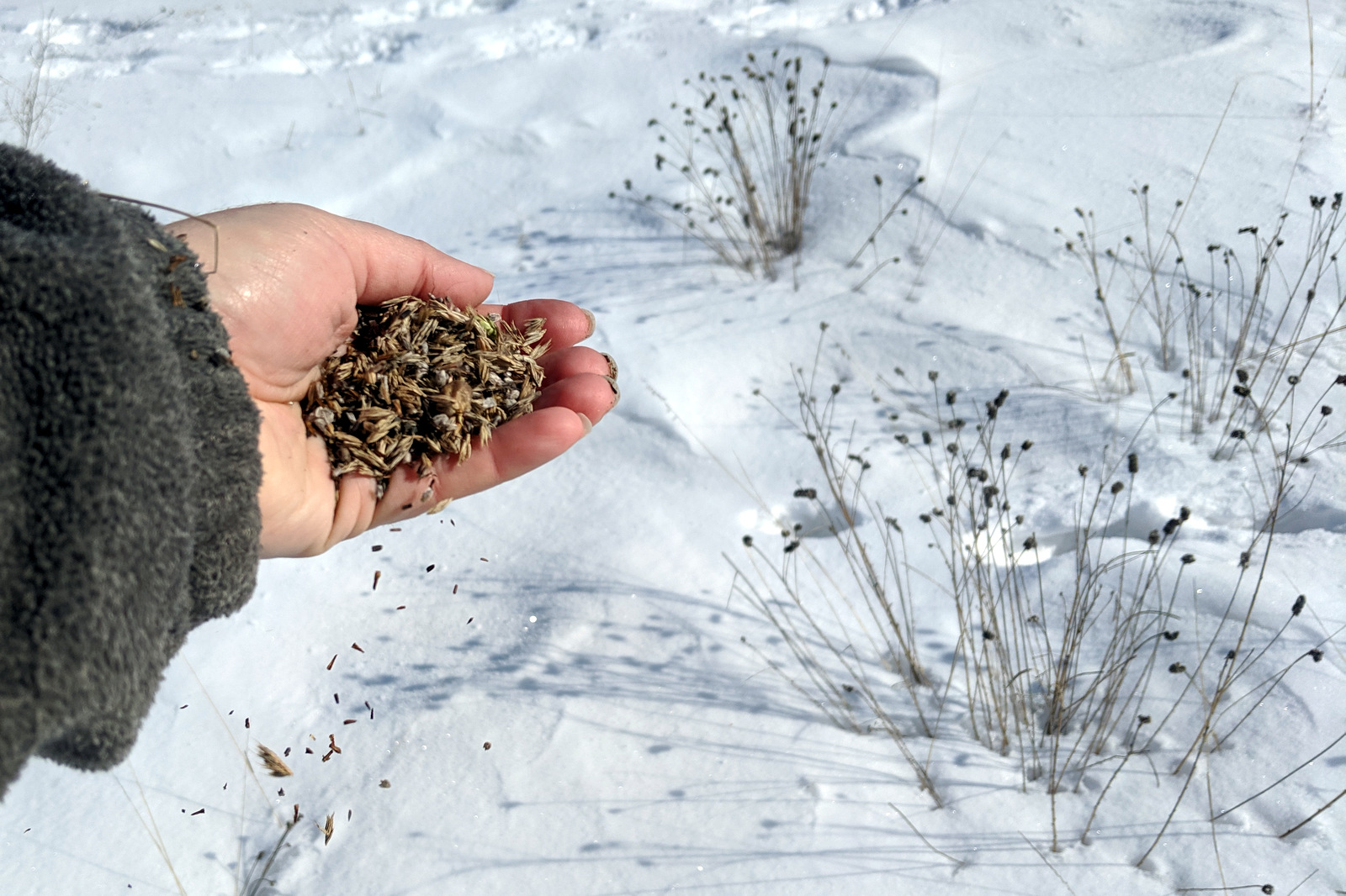 A hand pouring seeds onto snow, with purple prairie clover plants in the background.
